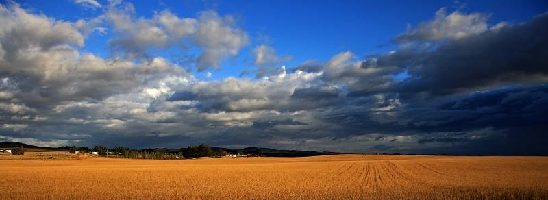 Wheat Field