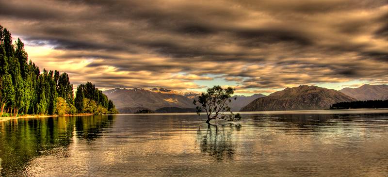 Tree In Lake 3